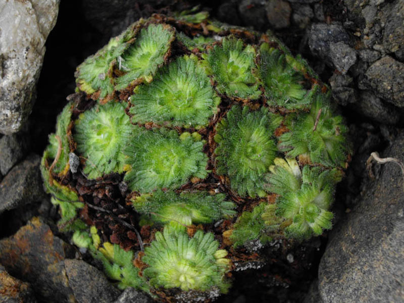 Saxifraga pubescens 'Snowcap'